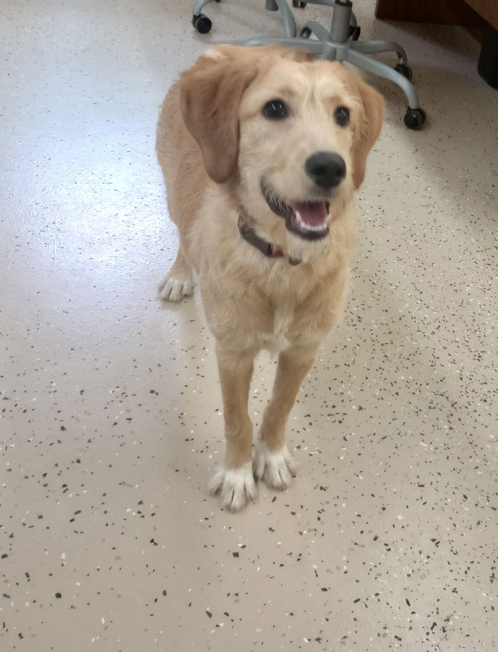 Enlarge Trixy, a Adoptable mixed breed in York, SC image 2/3