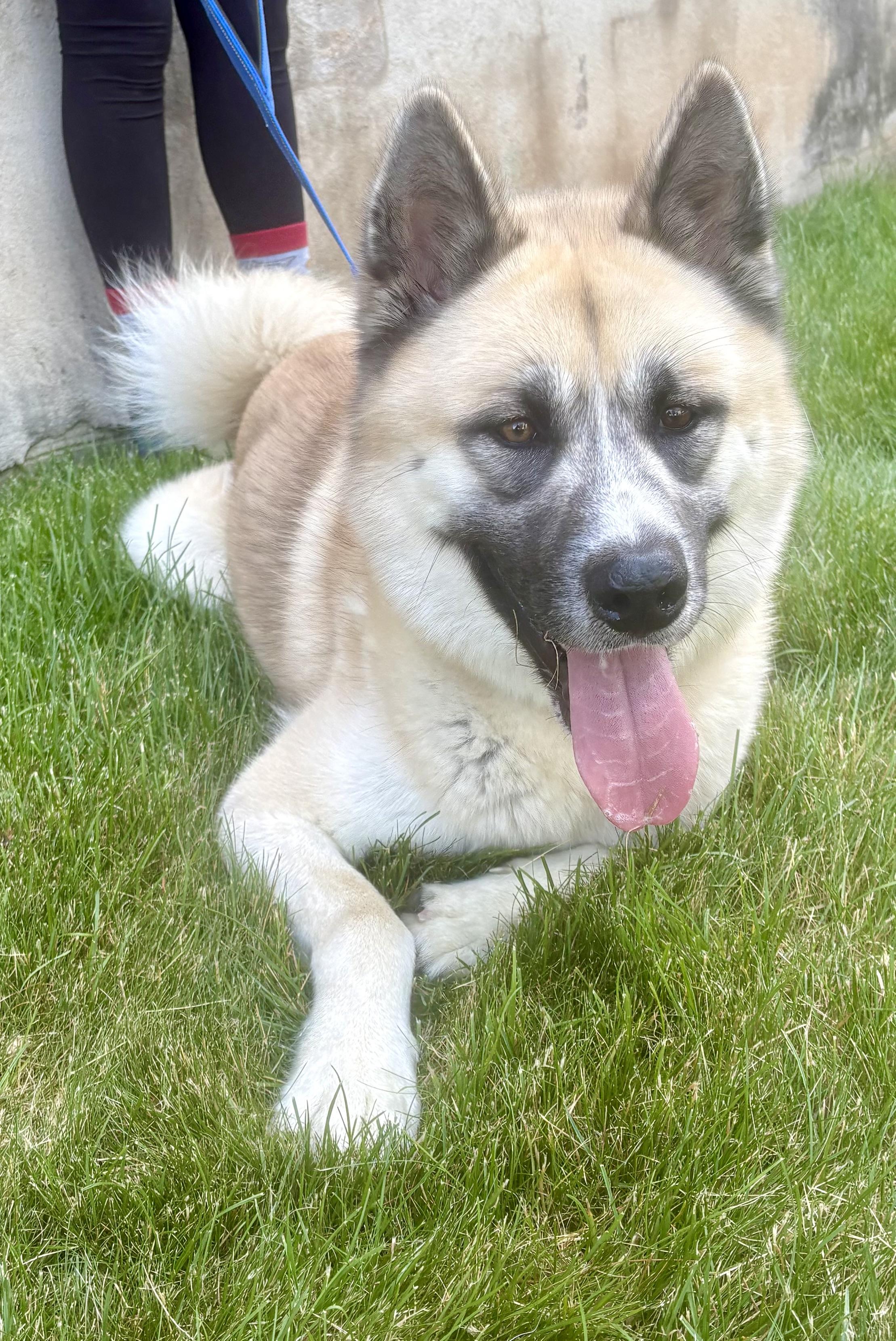 Onyx, ADOPTABLE, Adult Male Akita.