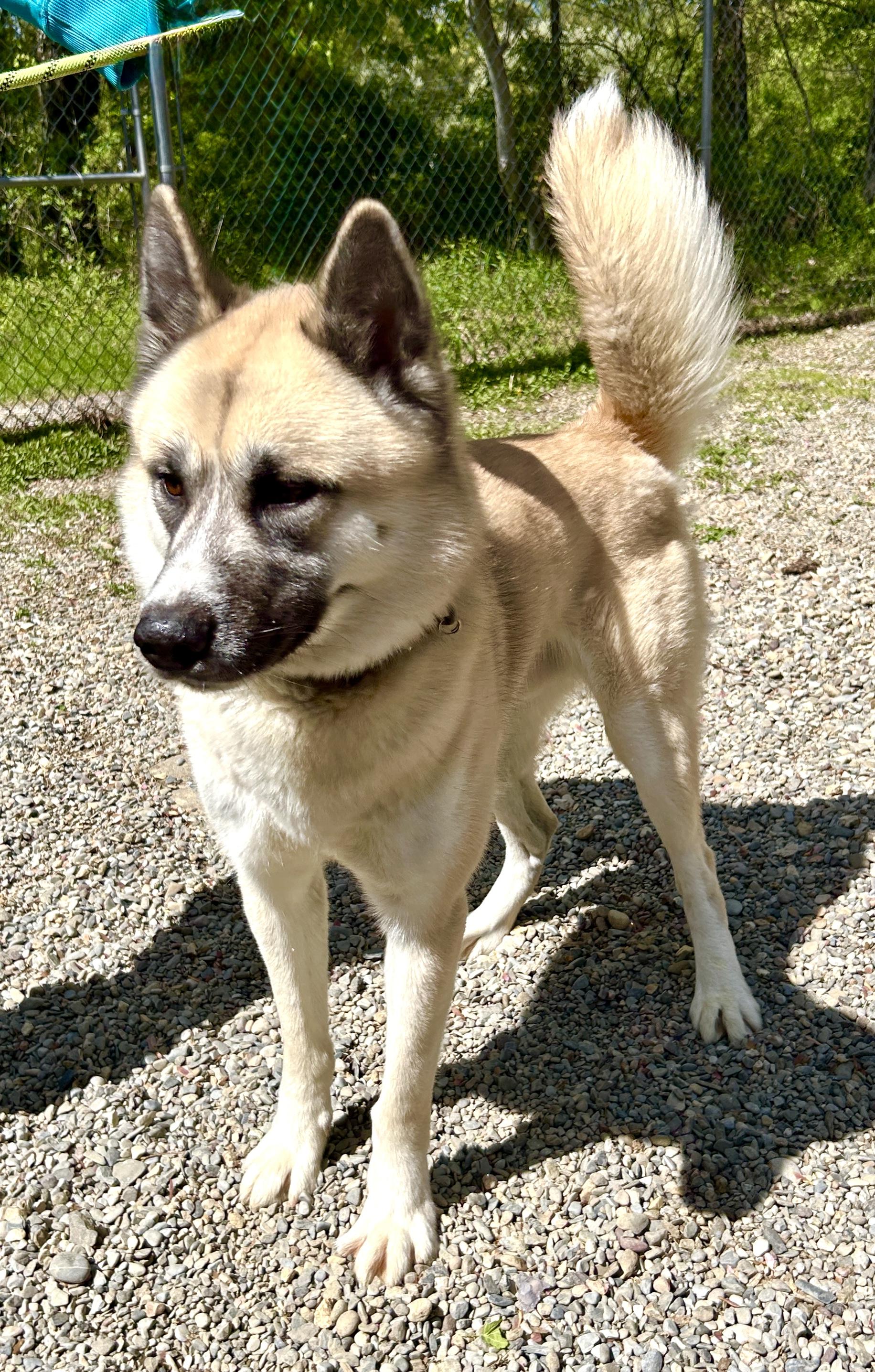 Enlarge Onyx, a ADOPTABLE Akita in Warren, NJ image 4/4