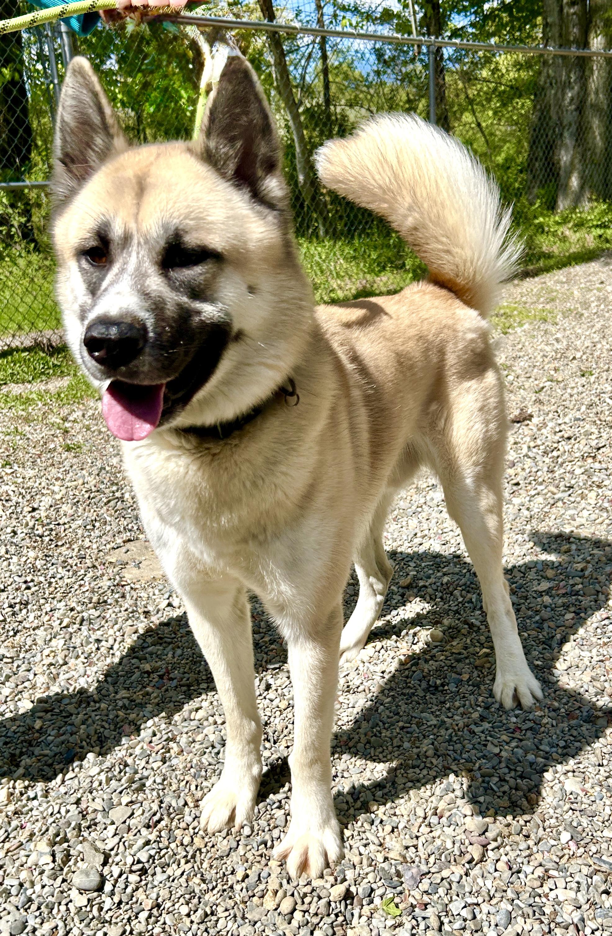 Enlarge Onyx, a ADOPTABLE Akita in Warren, NJ image 3/4