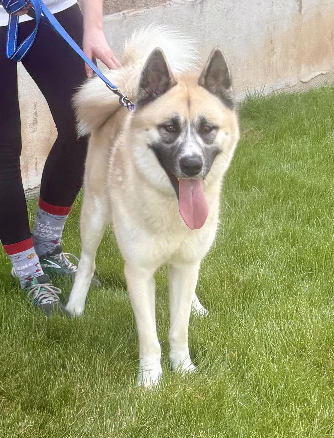 Enlarge Onyx, a ADOPTABLE Akita in Warren, NJ image 1/4