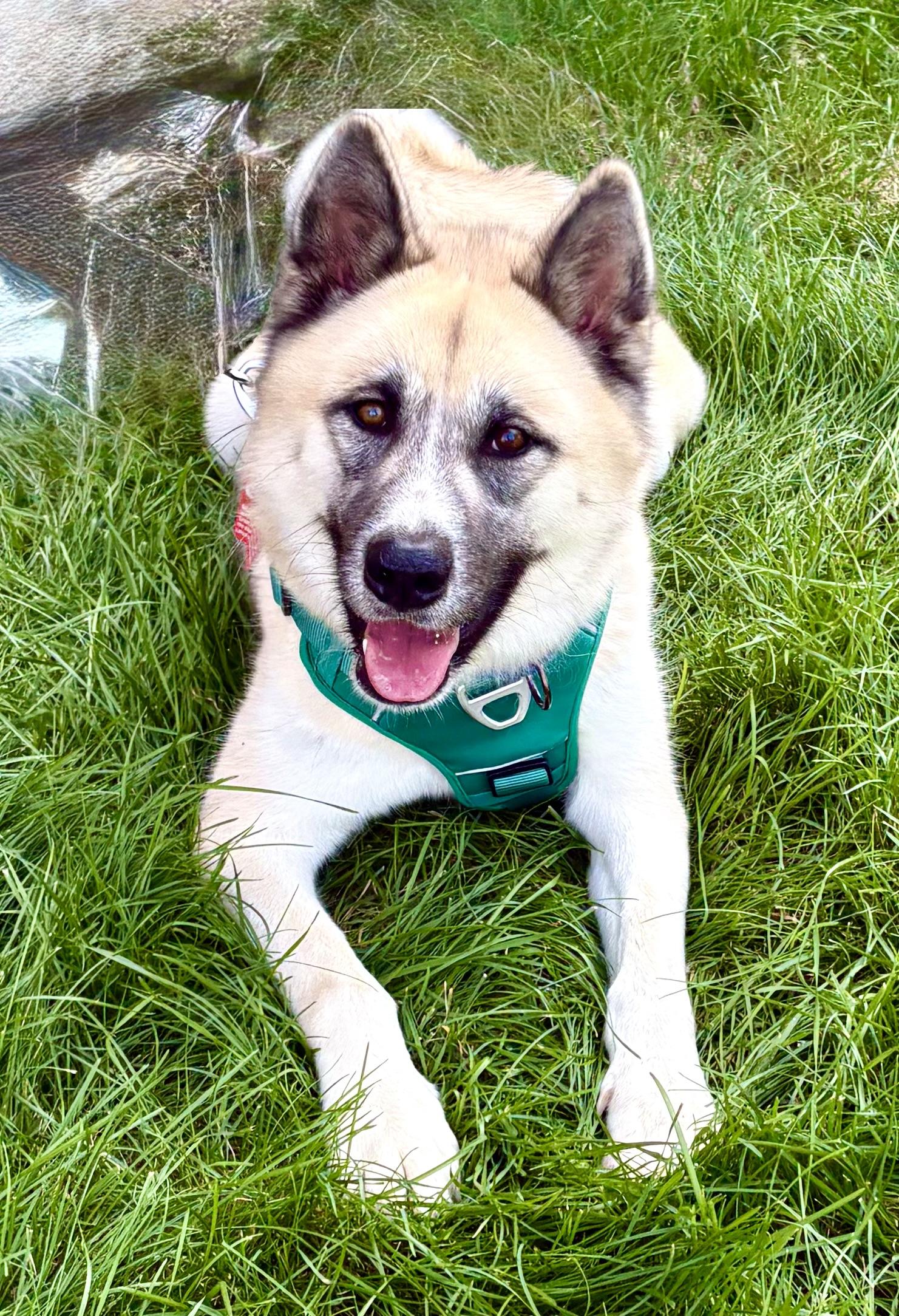 Enlarge Onyx, a Adoptable Akita in Warren, NJ image 1/5