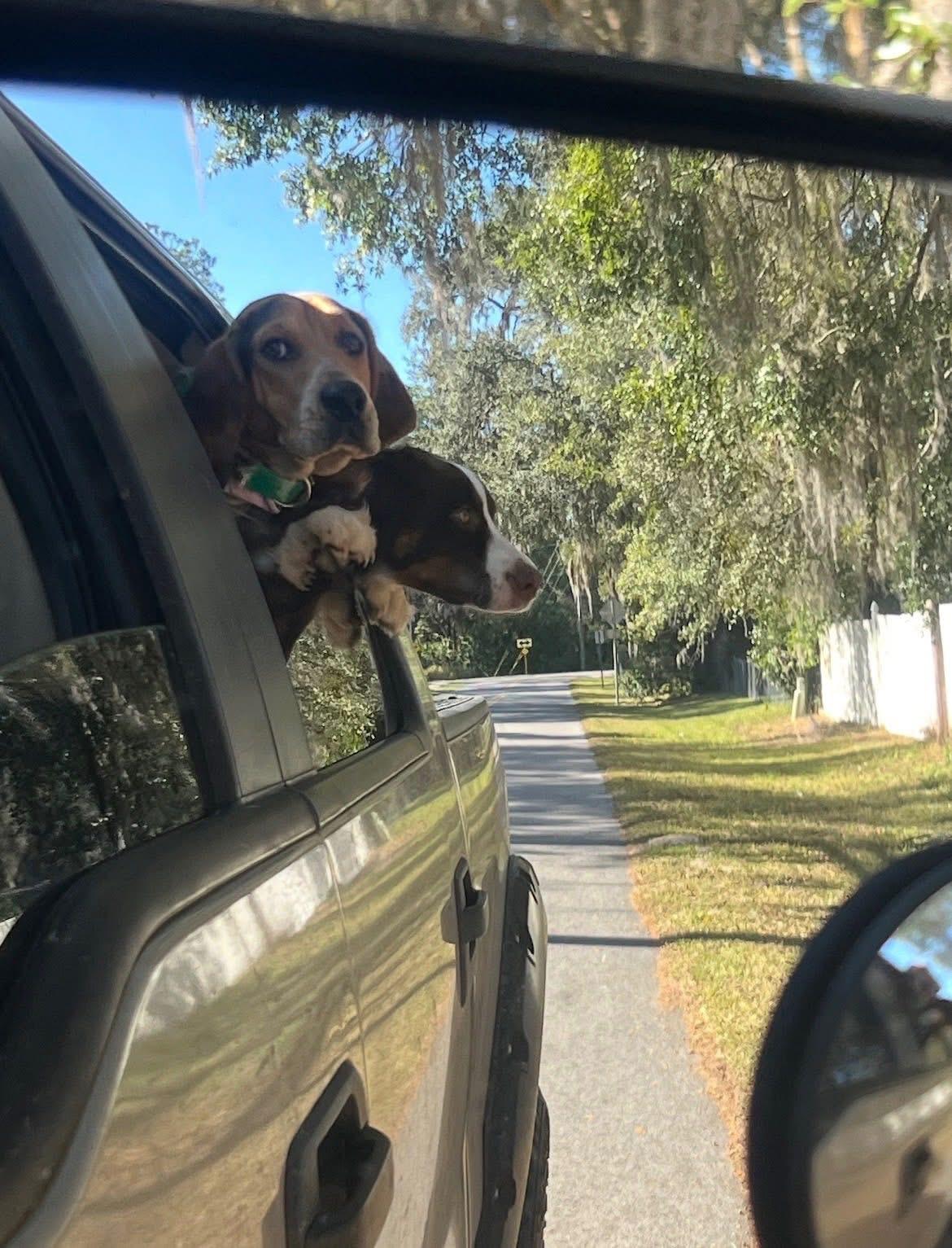Enlarge Rex, a ADOPTABLE mixed breed in Inverness, FL image 3/3
