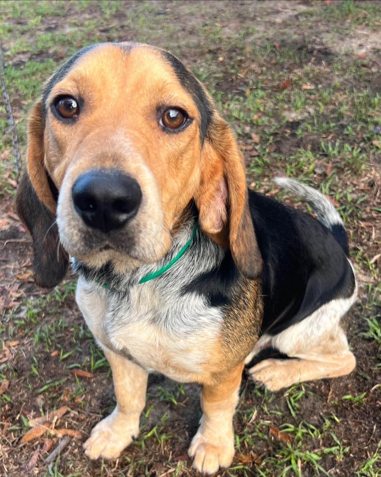 Rex, ADOPTABLE, Puppy Male Beagle & Bluetick Coonhound.