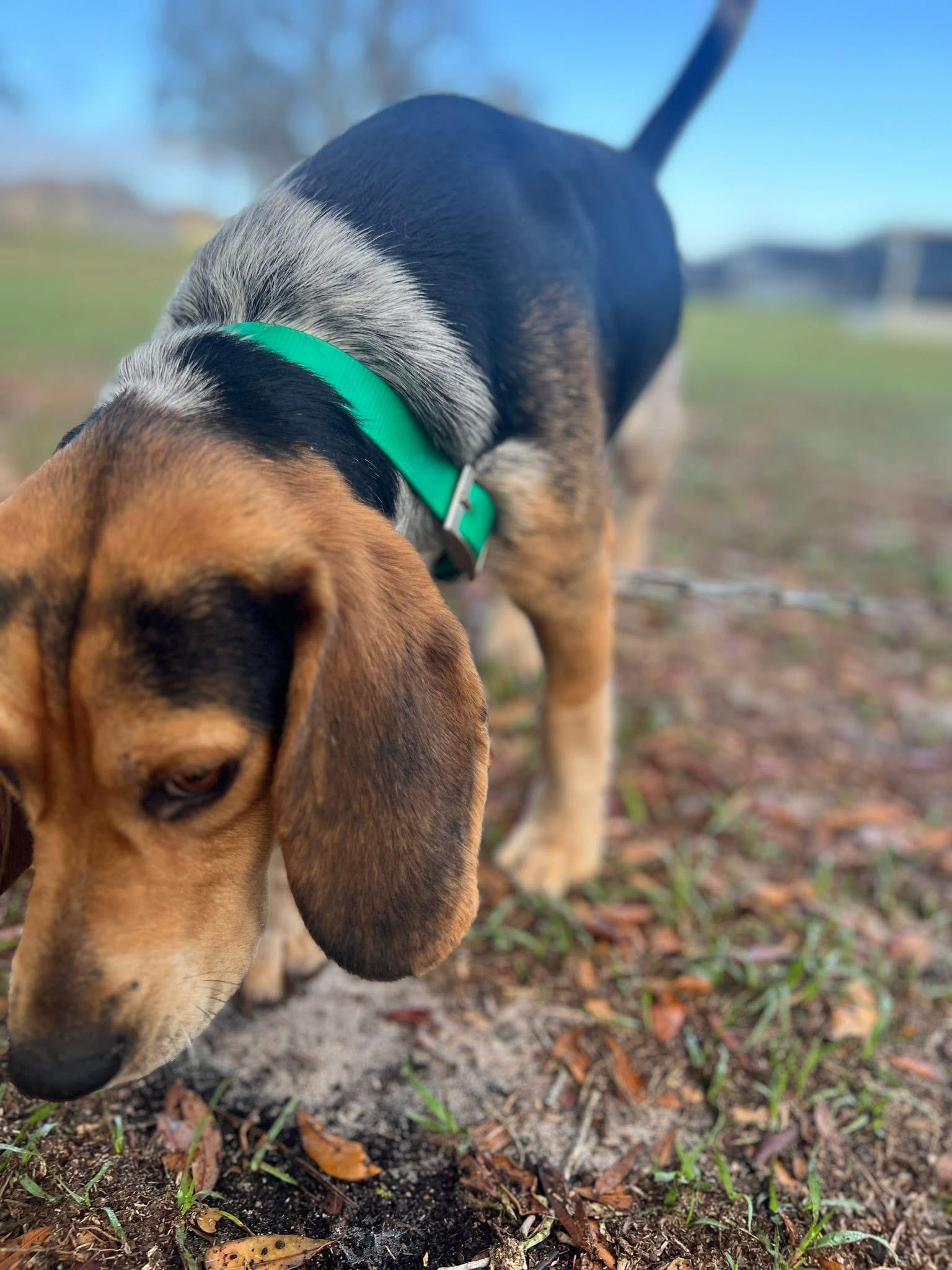 Enlarge Rex, a ADOPTABLE mixed breed in Inverness, FL image 2/3