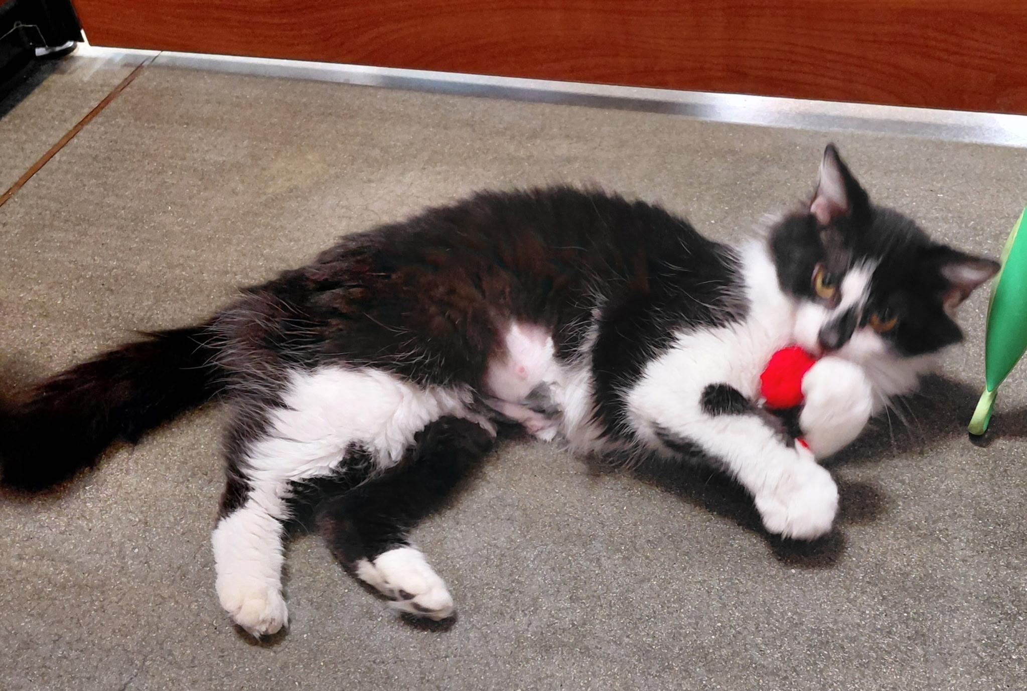 Enlarge Star, a ADOPTABLE Domestic Medium Hair in Marvin, NC image 2/3
