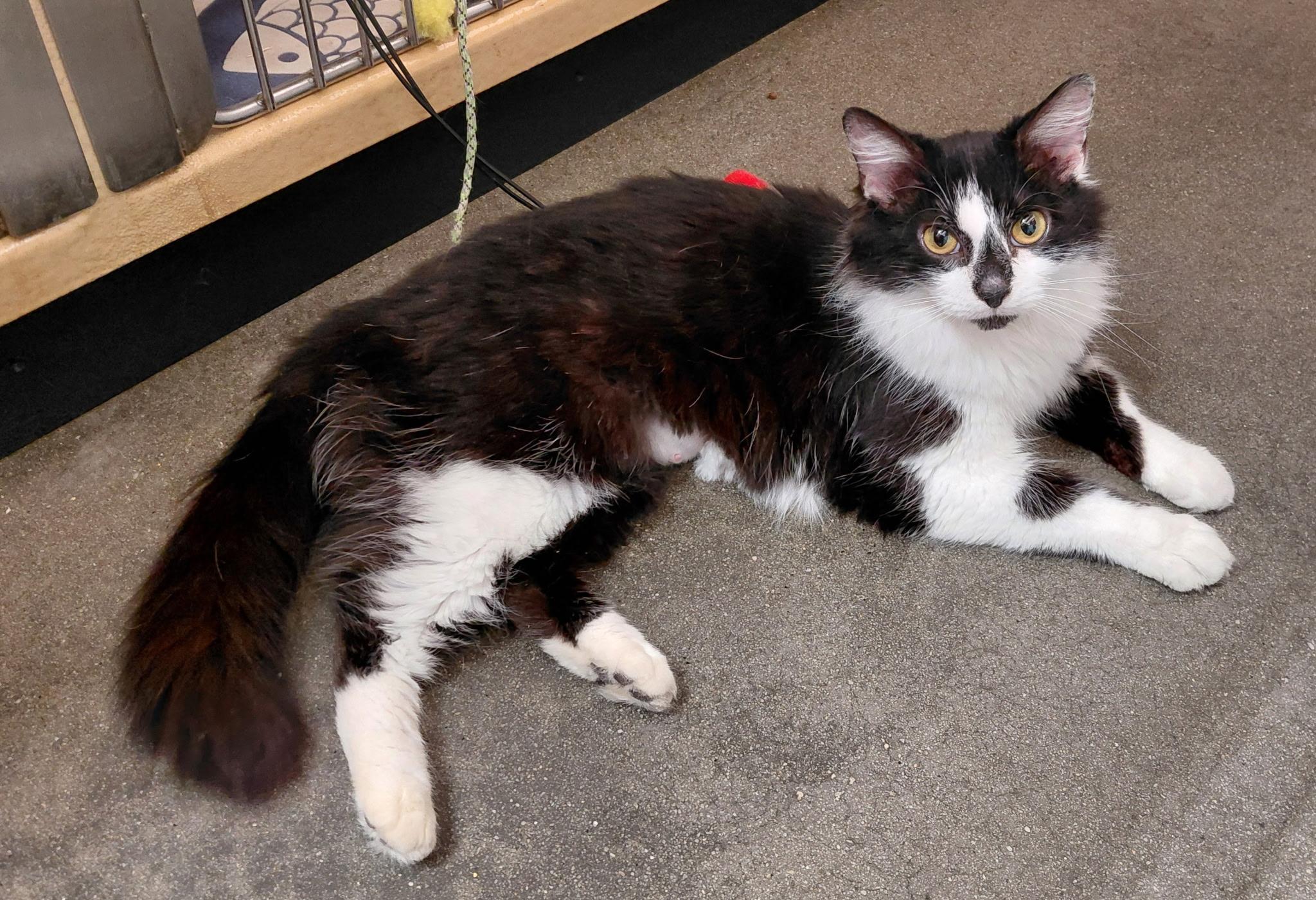 Star, ADOPTABLE, Adult Female Domestic Medium Hair.