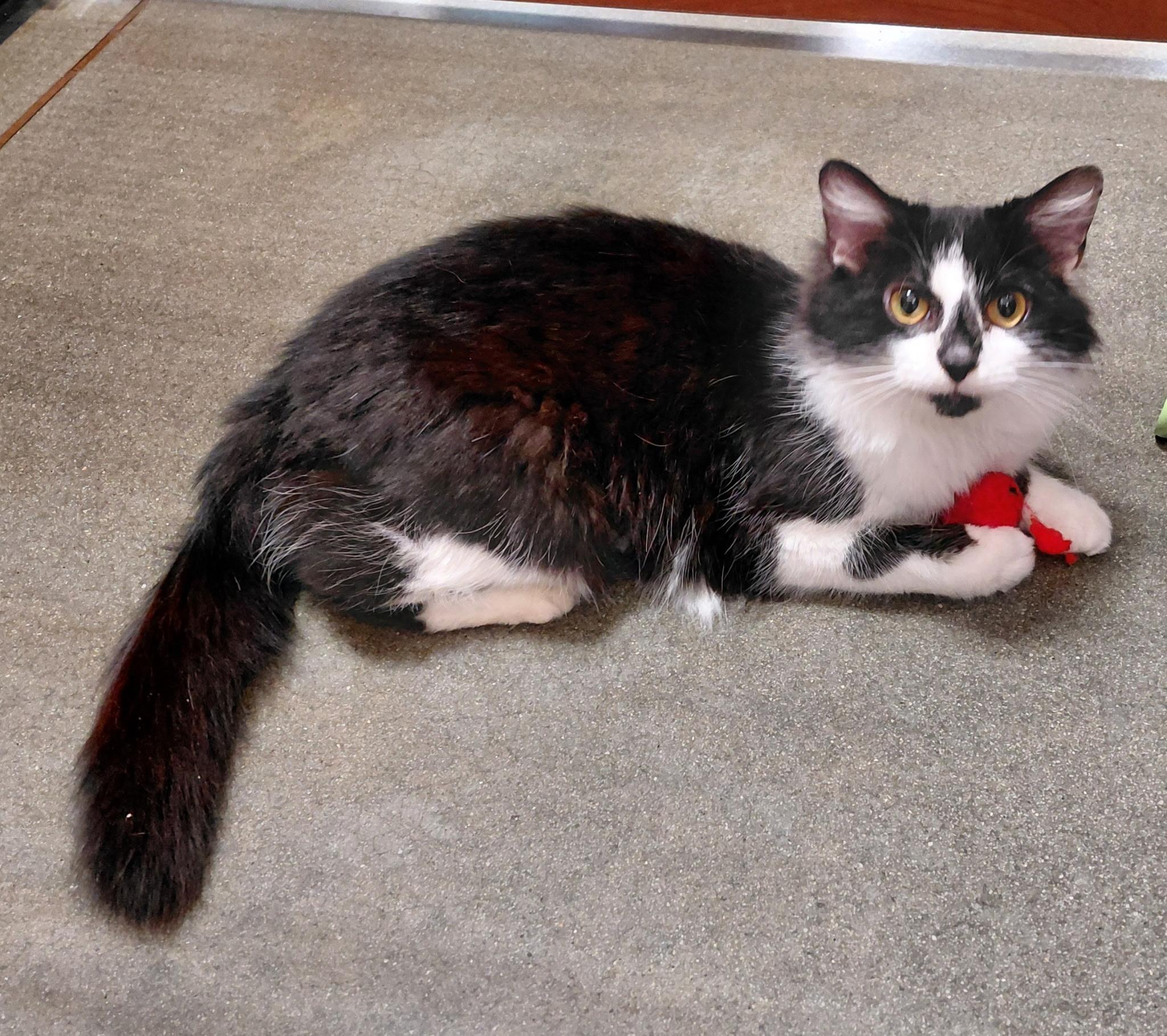 Enlarge Star, a ADOPTABLE Domestic Medium Hair in Marvin, NC image 3/3