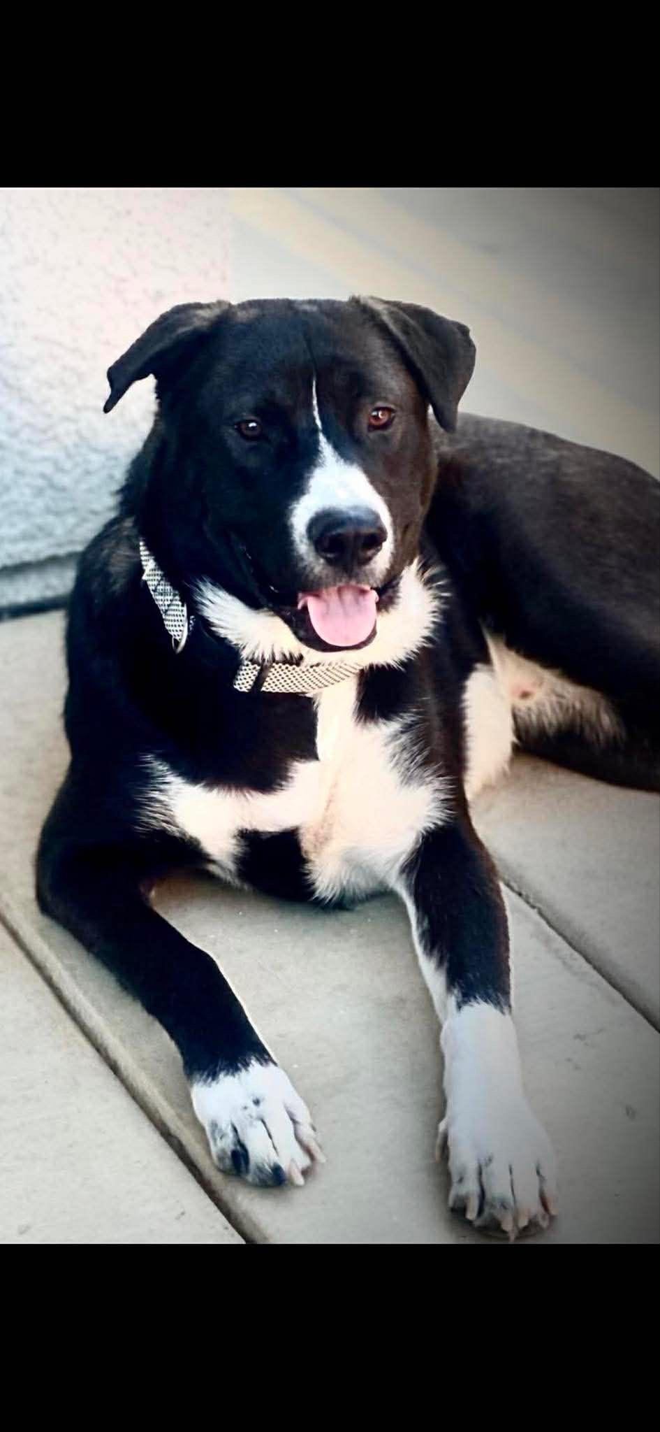 Tricky, a ADOPTABLE mixed breed in Coarsegold, CA image 1/3