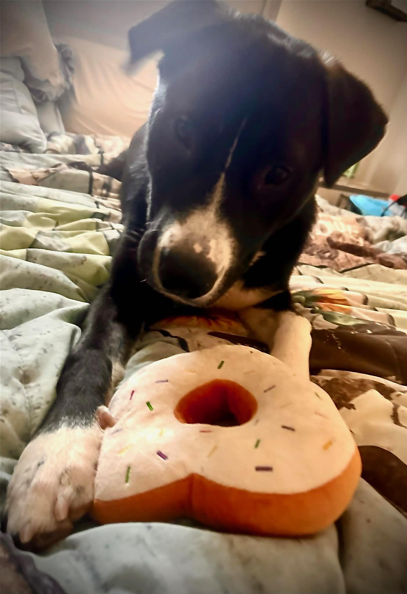 Tricky, a ADOPTABLE mixed breed in Coarsegold, CA image 3/3