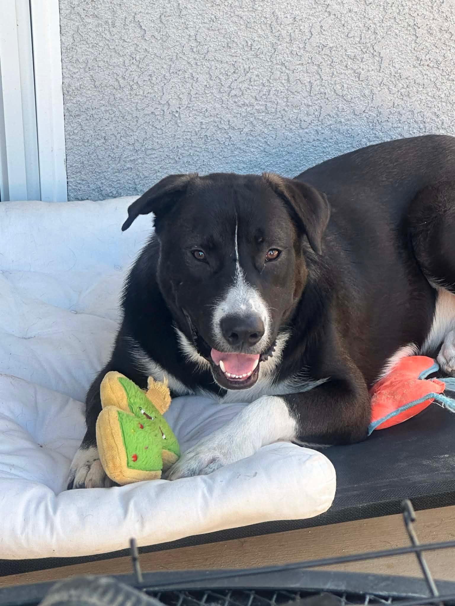 Tricky, a ADOPTABLE mixed breed in Coarsegold, CA image 2/3