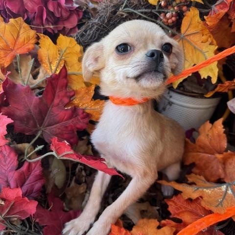 Enlarge Betty, a ADOPTABLE mixed breed in Cushing, OK image 2/4
