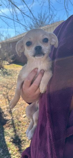 Enlarge Betty, a ADOPTABLE mixed breed in Cushing, OK image 3/4