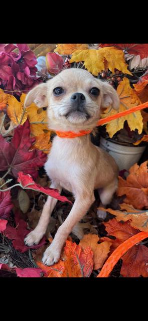 Betty, ADOPTABLE, Puppy Female Chihuahua & Pug.