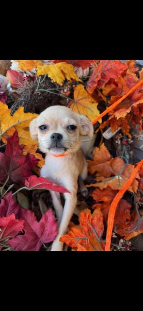Enlarge Betty, a ADOPTABLE mixed breed in Cushing, OK image 4/4