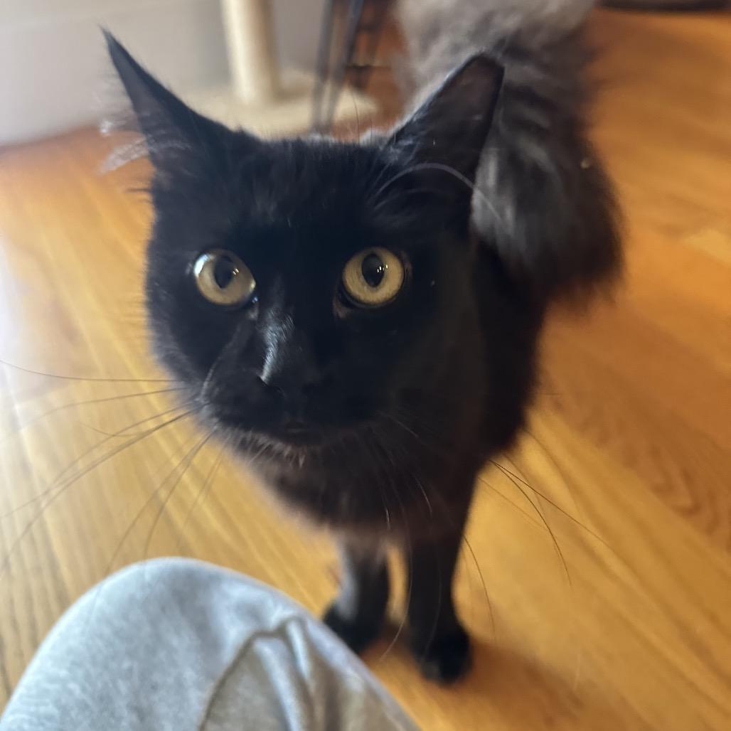 Enlarge Tiramisu & Jojo - Shy Sweet Girls, a Adoptable Domestic Long Hair in Wharton, NJ image 2/5