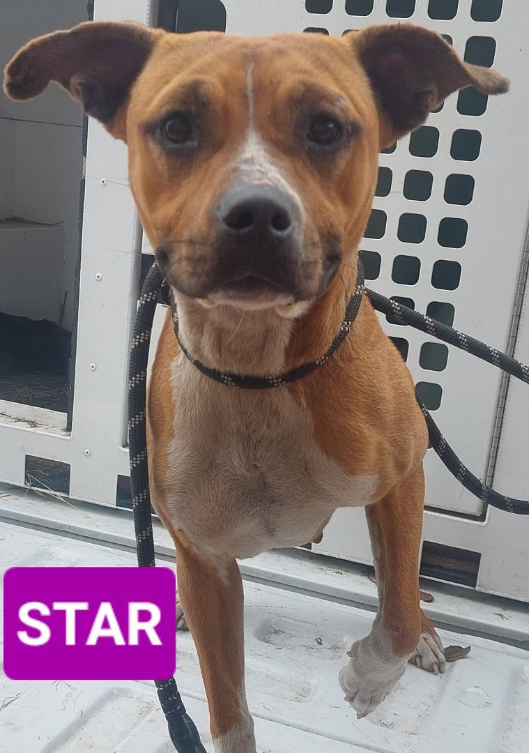 Star, an adoptable Mixed Breed in Palatka, FL_image-1