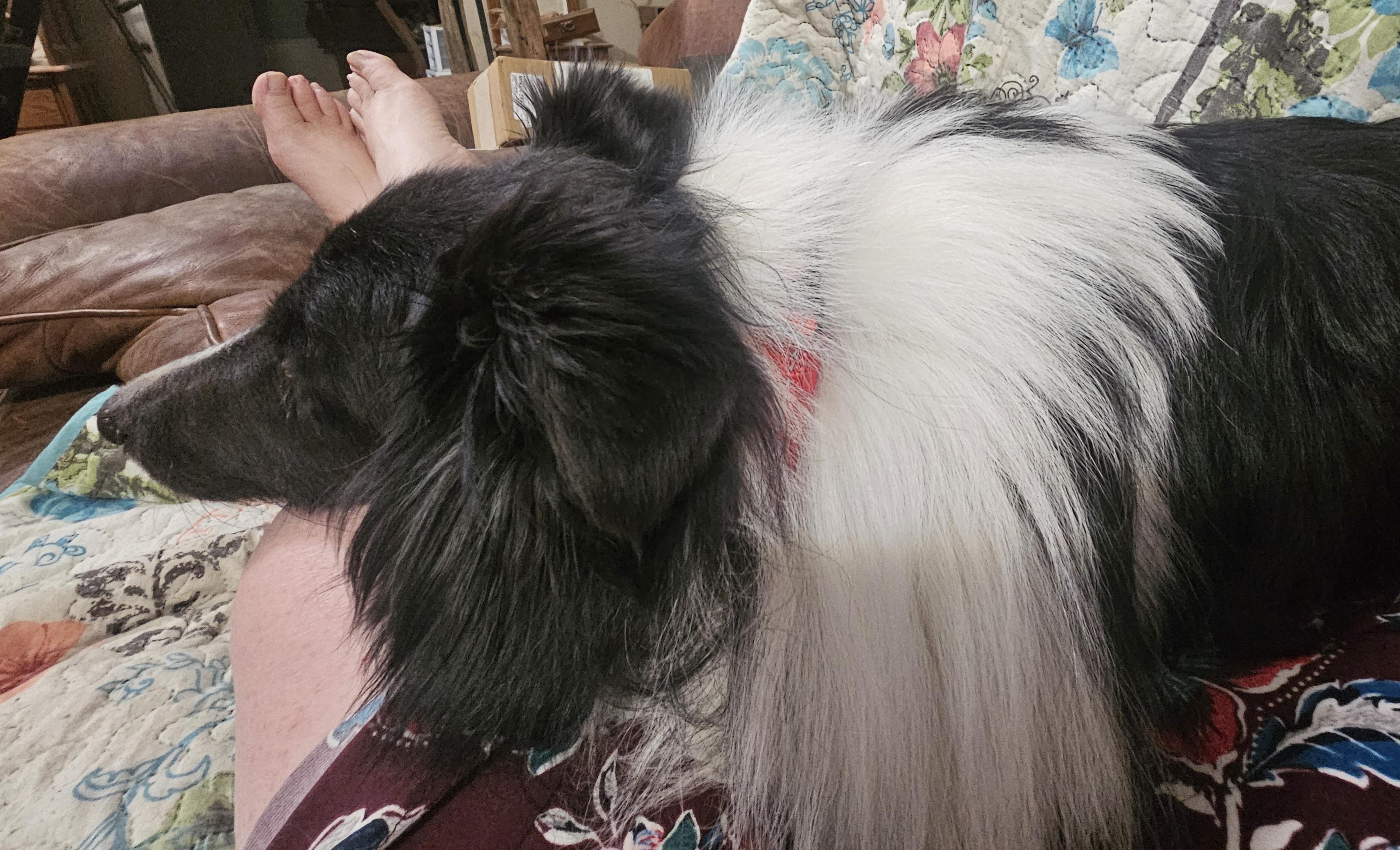 Grace, a ADOPTABLE Shetland Sheepdog / Sheltie in New Albany, IN image 4/4