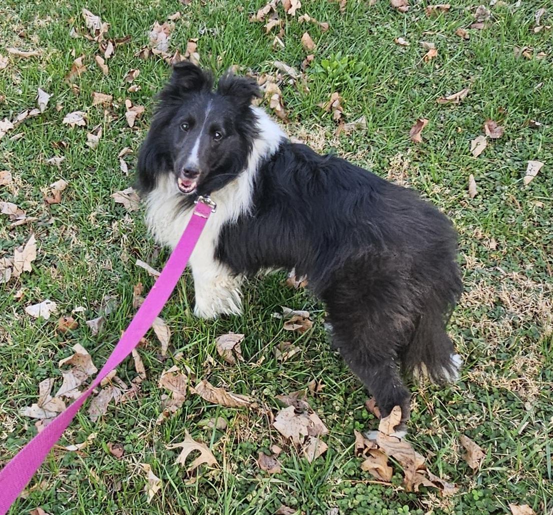 Grace, a ADOPTABLE Shetland Sheepdog / Sheltie in New Albany, IN image 2/4