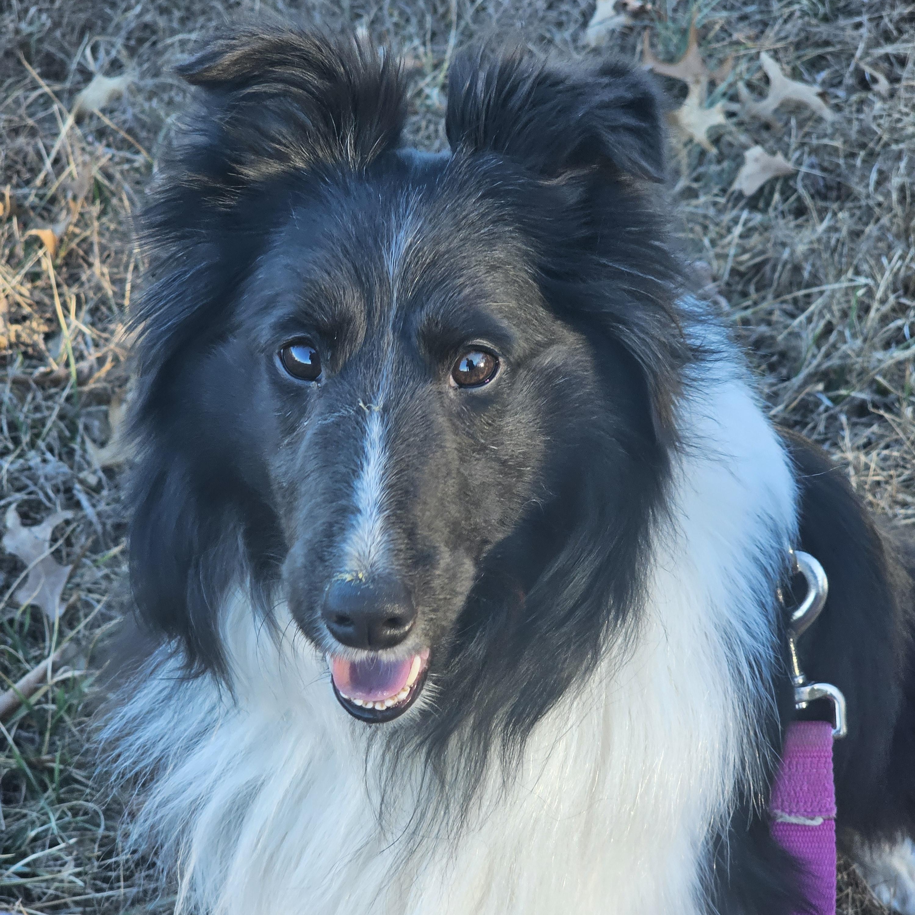 Grace, ADOPTABLE, Adult Female Shetland Sheepdog / Sheltie.