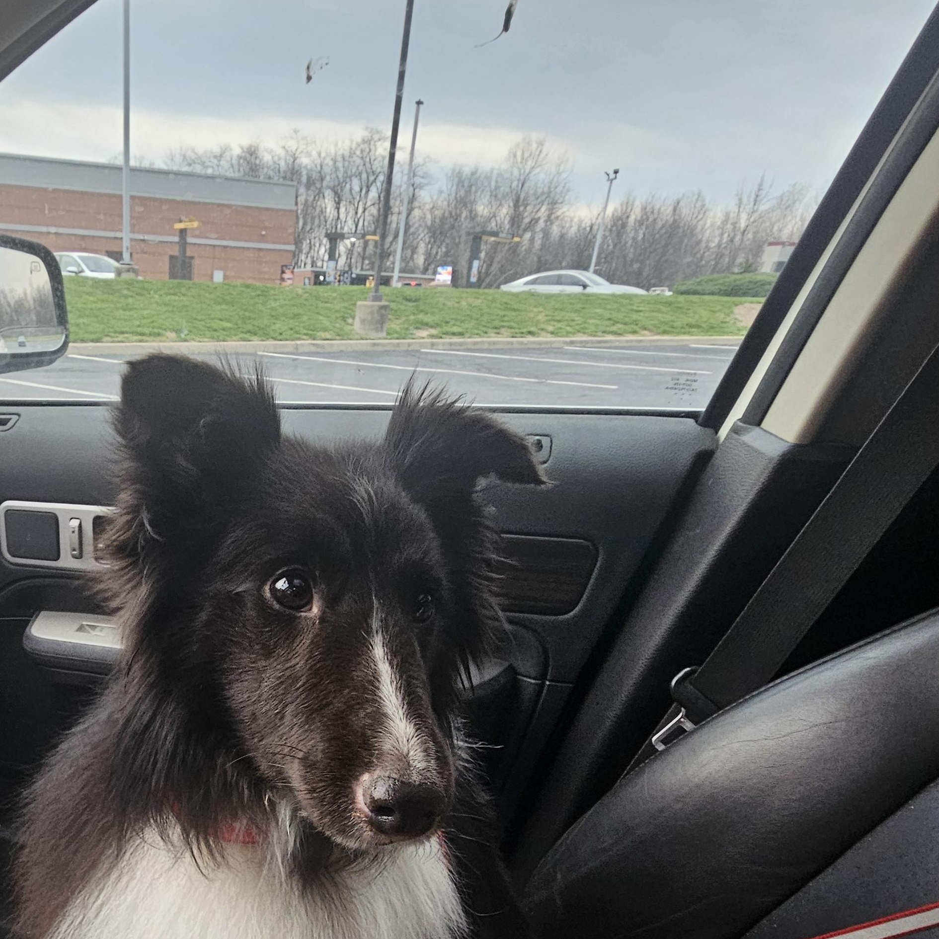 Grace, a ADOPTABLE Shetland Sheepdog / Sheltie in New Albany, IN image 3/4