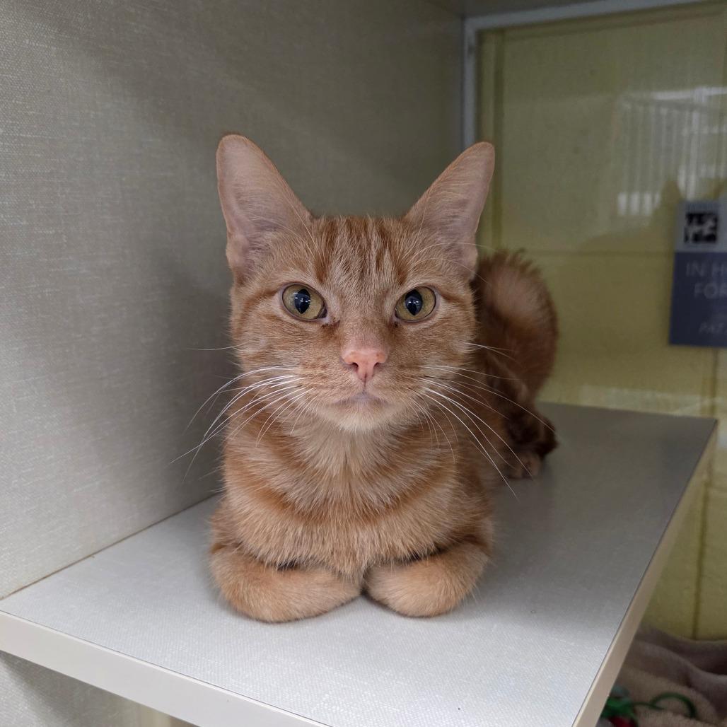 Enlarge Momma Mia (Holland Cat Cove), a Adoptable Domestic Short Hair in West Olive, MI image 1/6