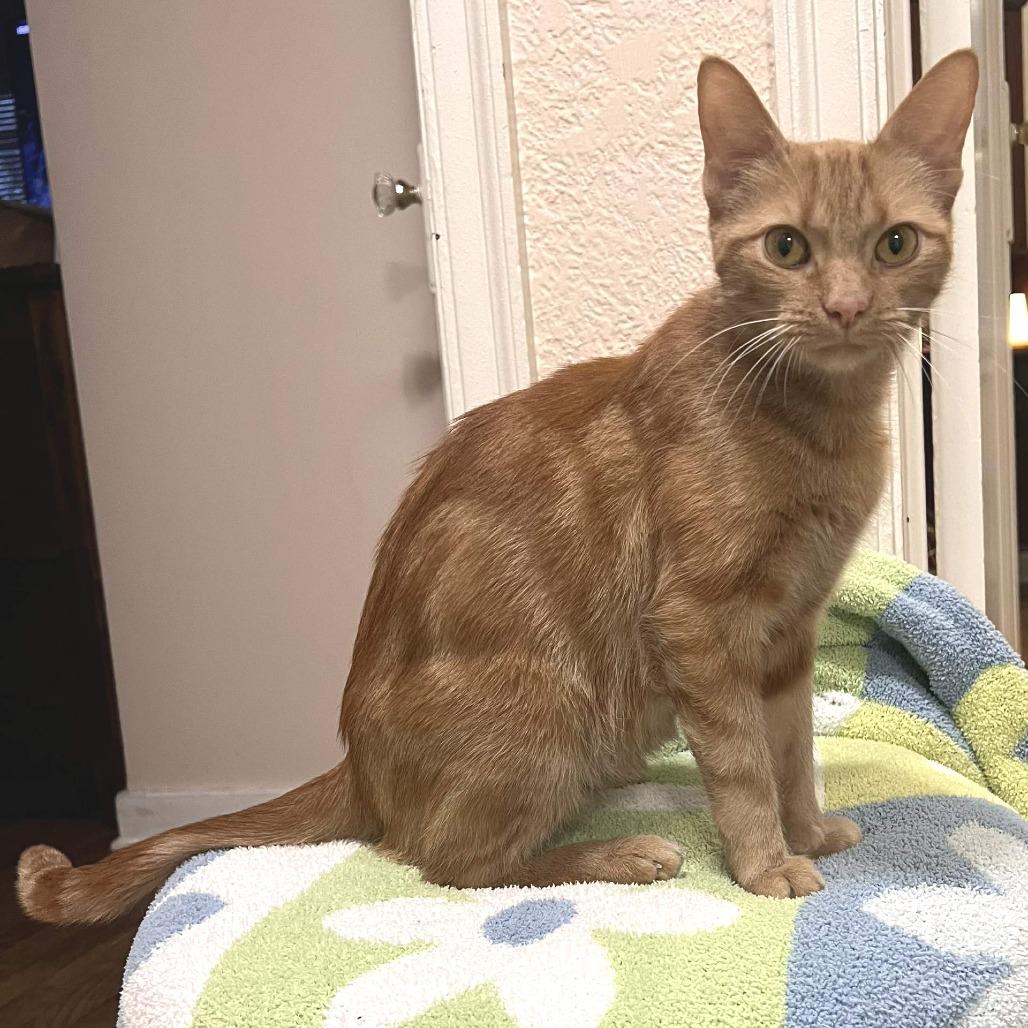 Enlarge Momma Mia (Holland Cat Cove), a Adoptable Domestic Short Hair in West Olive, MI image 2/6