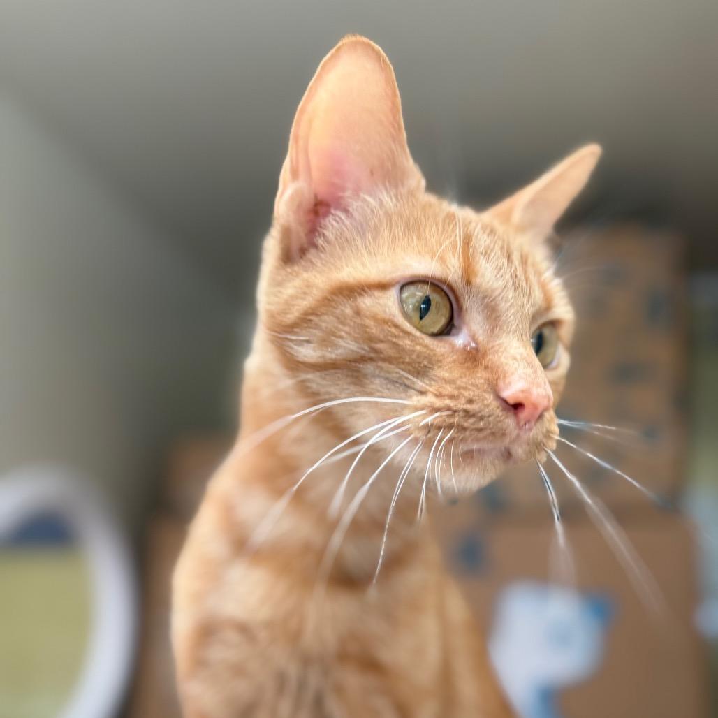 Enlarge Momma Mia (Holland Cat Cove), a Adoptable Domestic Short Hair in West Olive, MI image 3/6