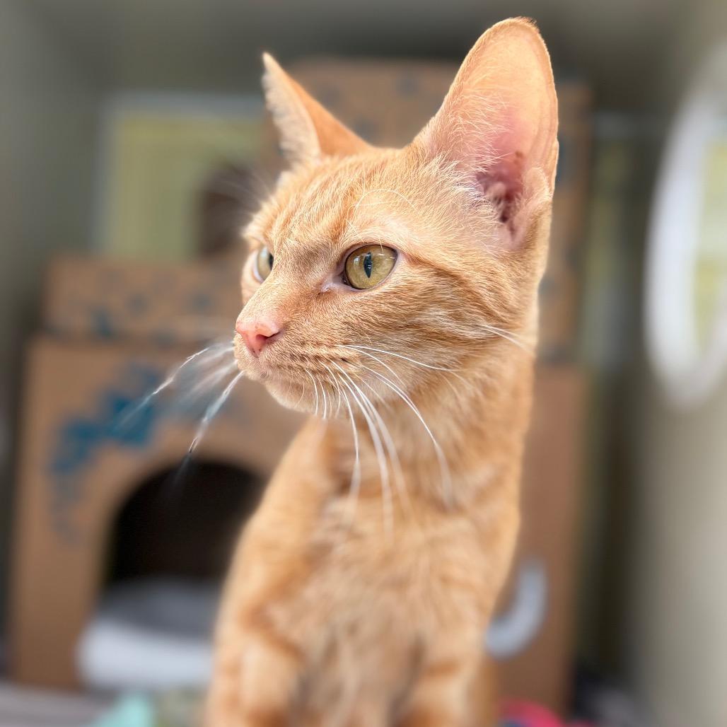 Enlarge Momma Mia (Holland Cat Cove), a Adoptable Domestic Short Hair in West Olive, MI image 4/6