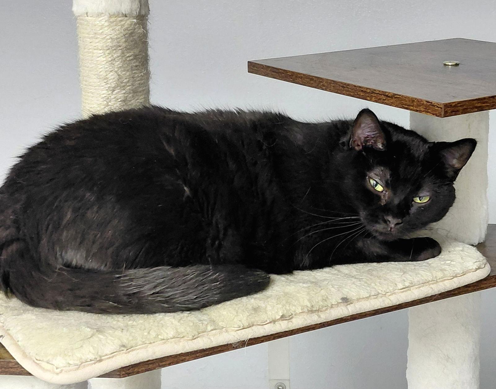 Nyx, Adoptable, Young Female Domestic Short Hair.