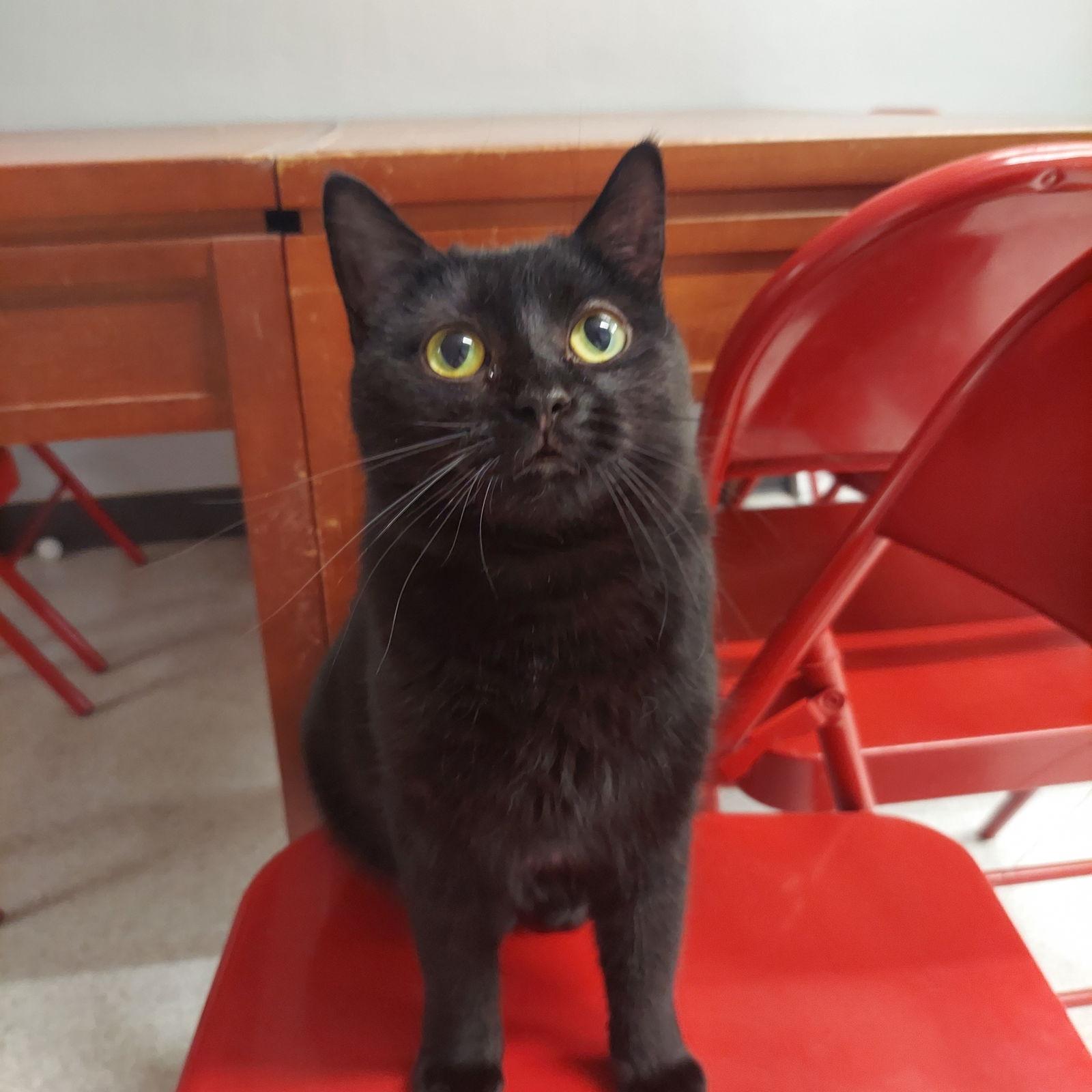 Nyx, a Adoptable Domestic Short Hair in Montello, WI image 1/3