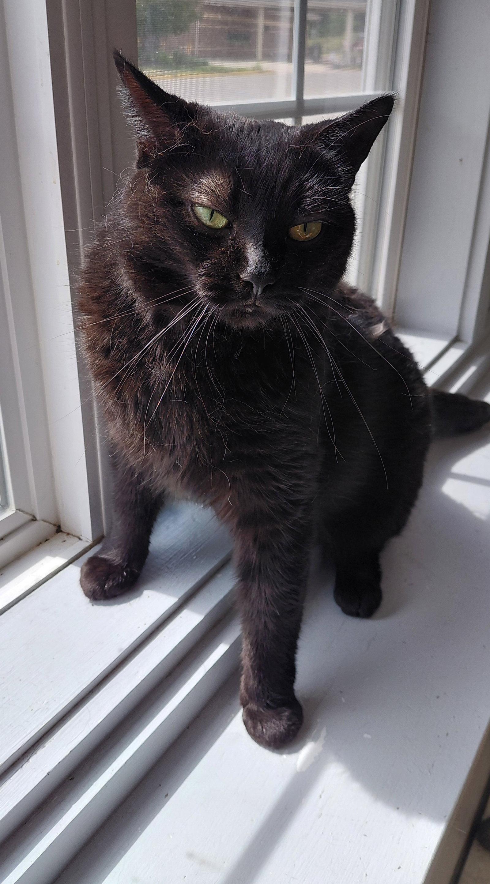 Nyx, Adoptable, Young Female Domestic Short Hair.