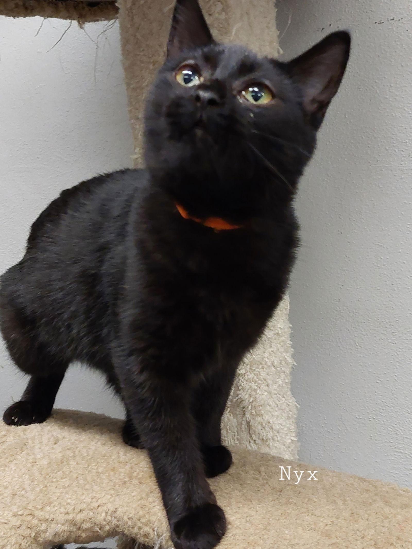 Nyx, a Adoptable Domestic Short Hair in Montello, WI image 2/3
