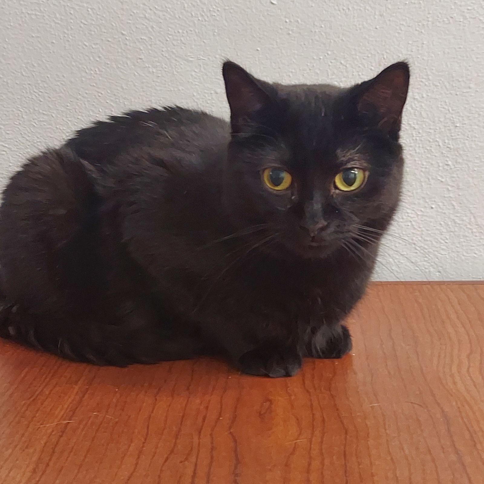 Nyx, a Adoptable Domestic Short Hair in Montello, WI image 3/3