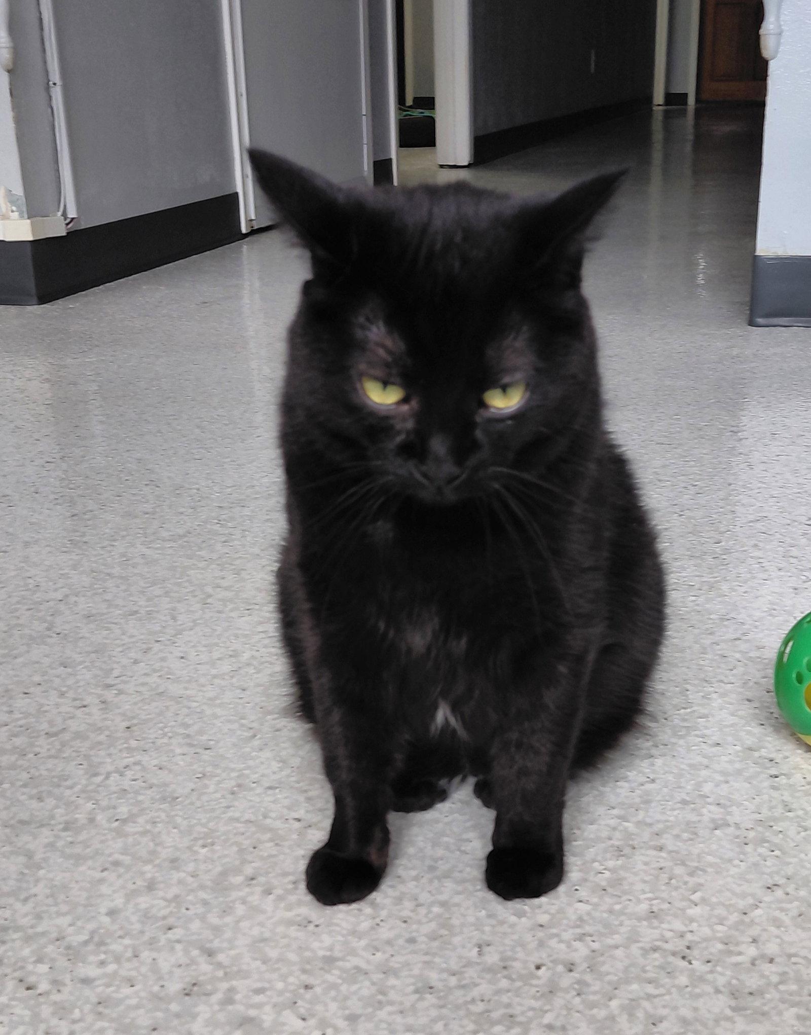 Enlarge Nyx, a Adoptable Domestic Short Hair in Montello, WI image 3/3