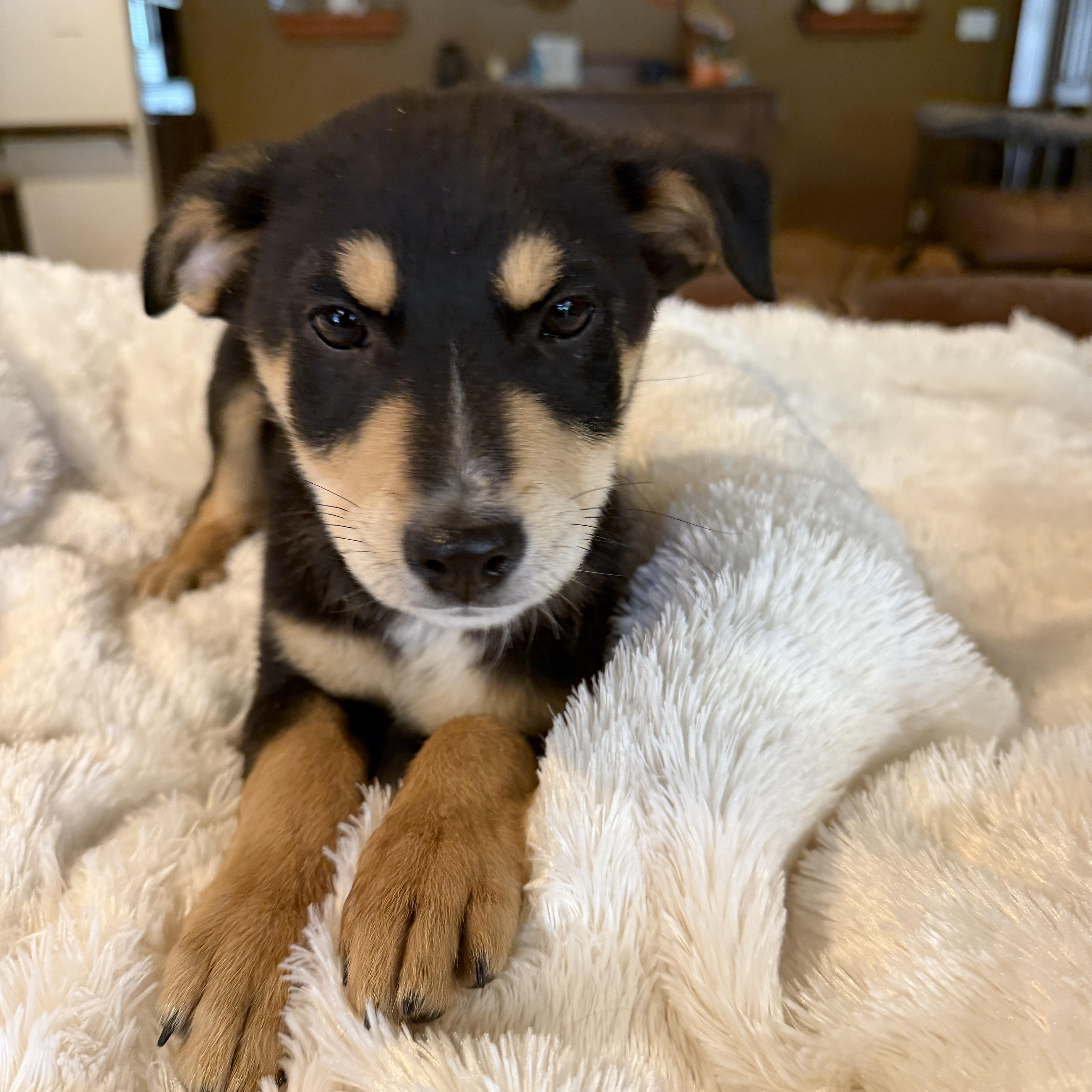 Enlarge Bronson, a ADOPTABLE mixed breed in Gilbert, AZ image 3/4