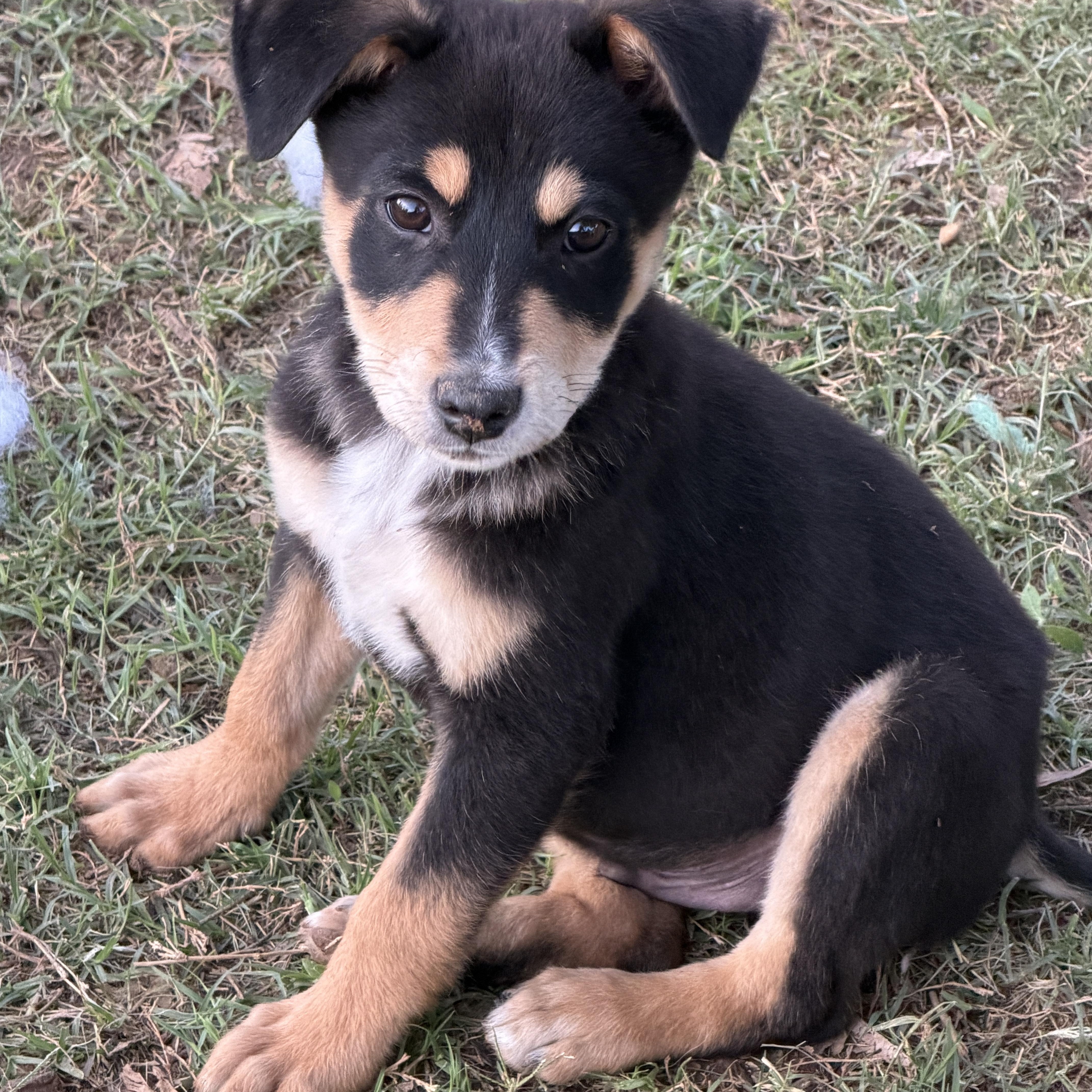 Bronson, ADOPTABLE, Puppy Male Australian Kelpie & Australian Shepherd.