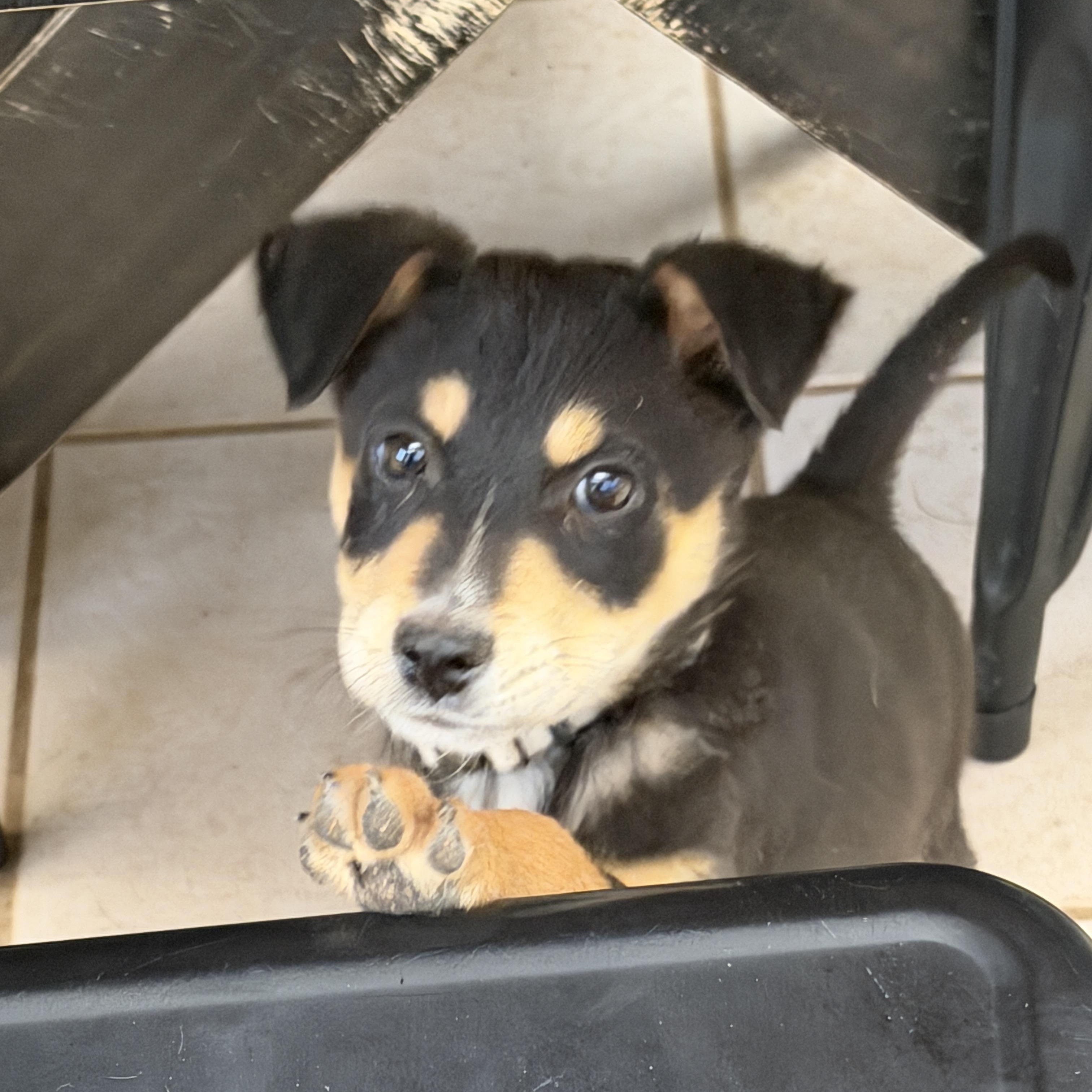 Enlarge Bronson, a ADOPTABLE mixed breed in Gilbert, AZ image 2/4