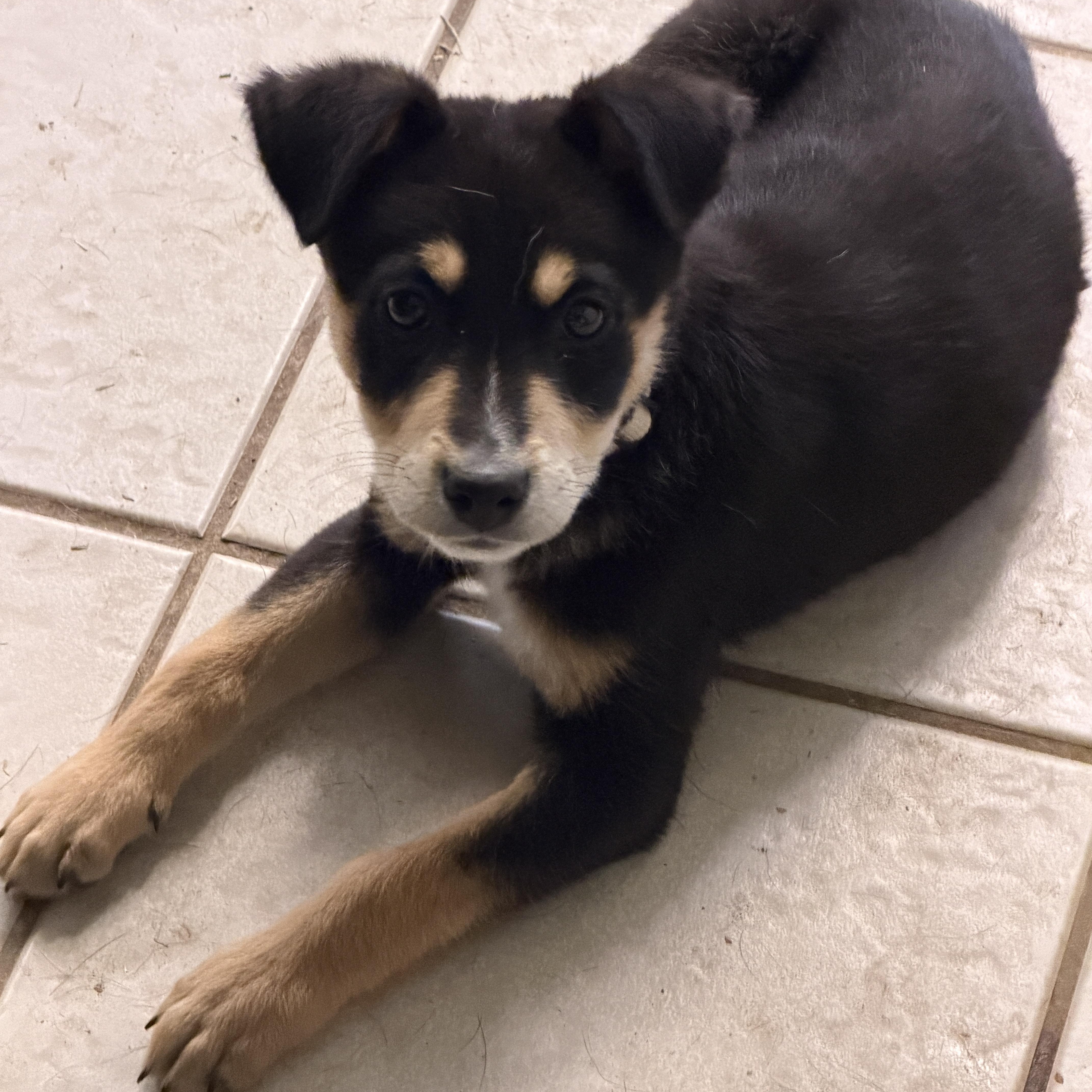 Enlarge Bronson, a ADOPTABLE mixed breed in Gilbert, AZ image 4/4