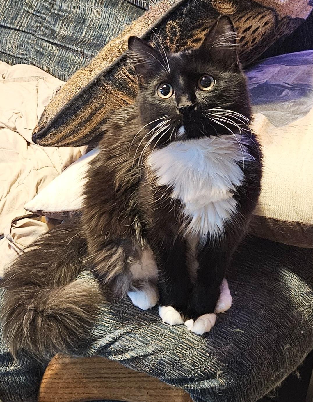 Enlarge Hylia, a Adoptable Domestic Medium Hair in Seven Valleys, PA image 1/1