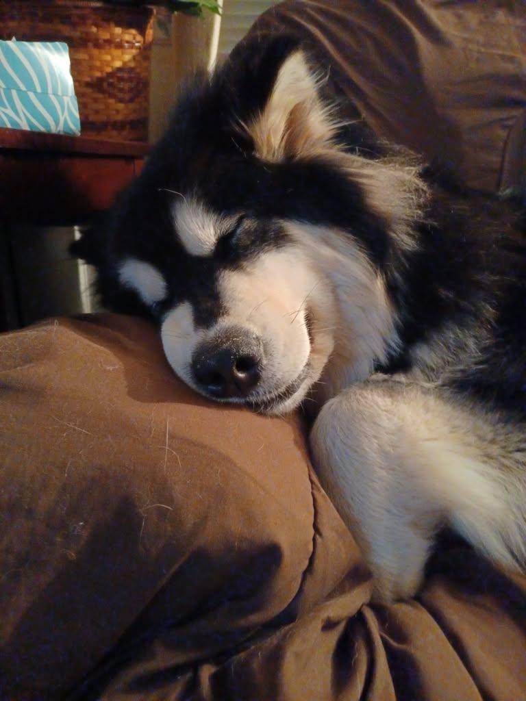Enlarge Dixie Mae, an adopted Alaskan Malamute in Beaverton, MI image 3/3
