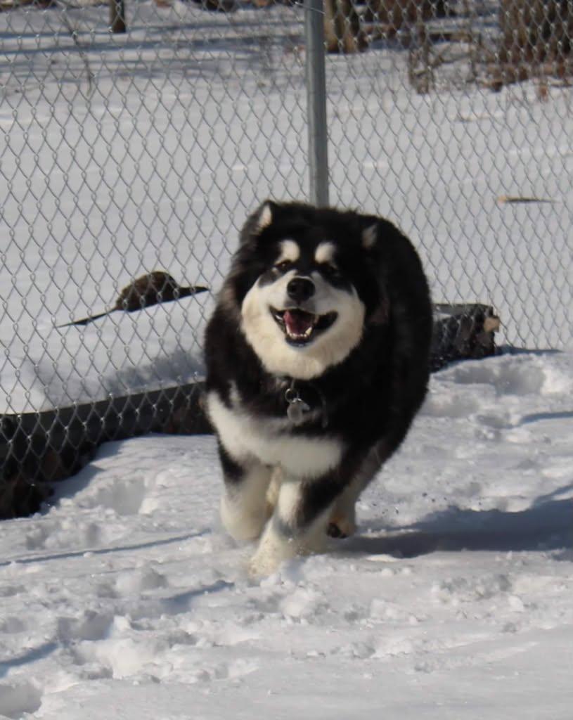 Enlarge Dixie Mae, an adopted Alaskan Malamute in Beaverton, MI image 2/3