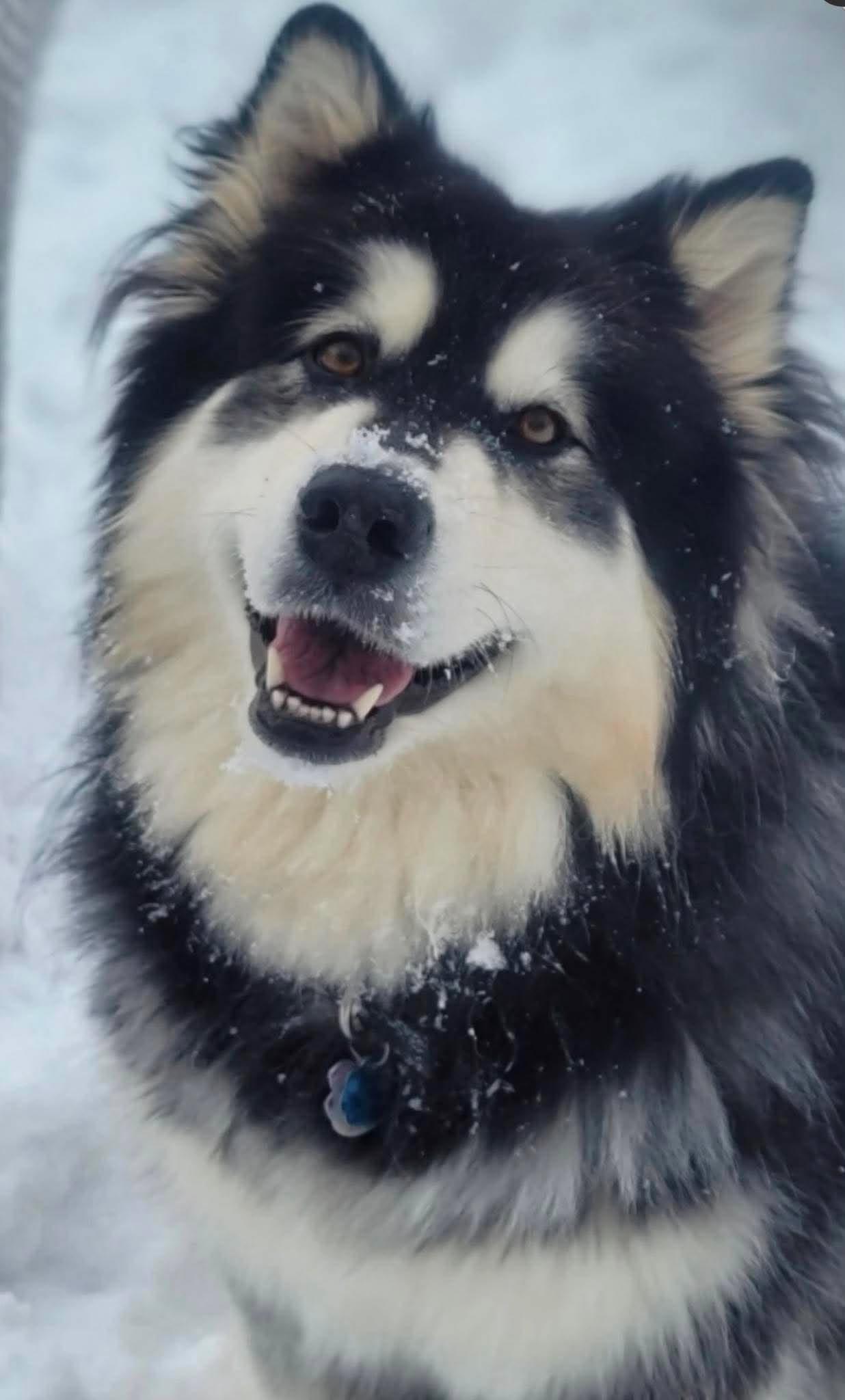 Enlarge Dixie Mae, an adopted Alaskan Malamute in Beaverton, MI image 1/3