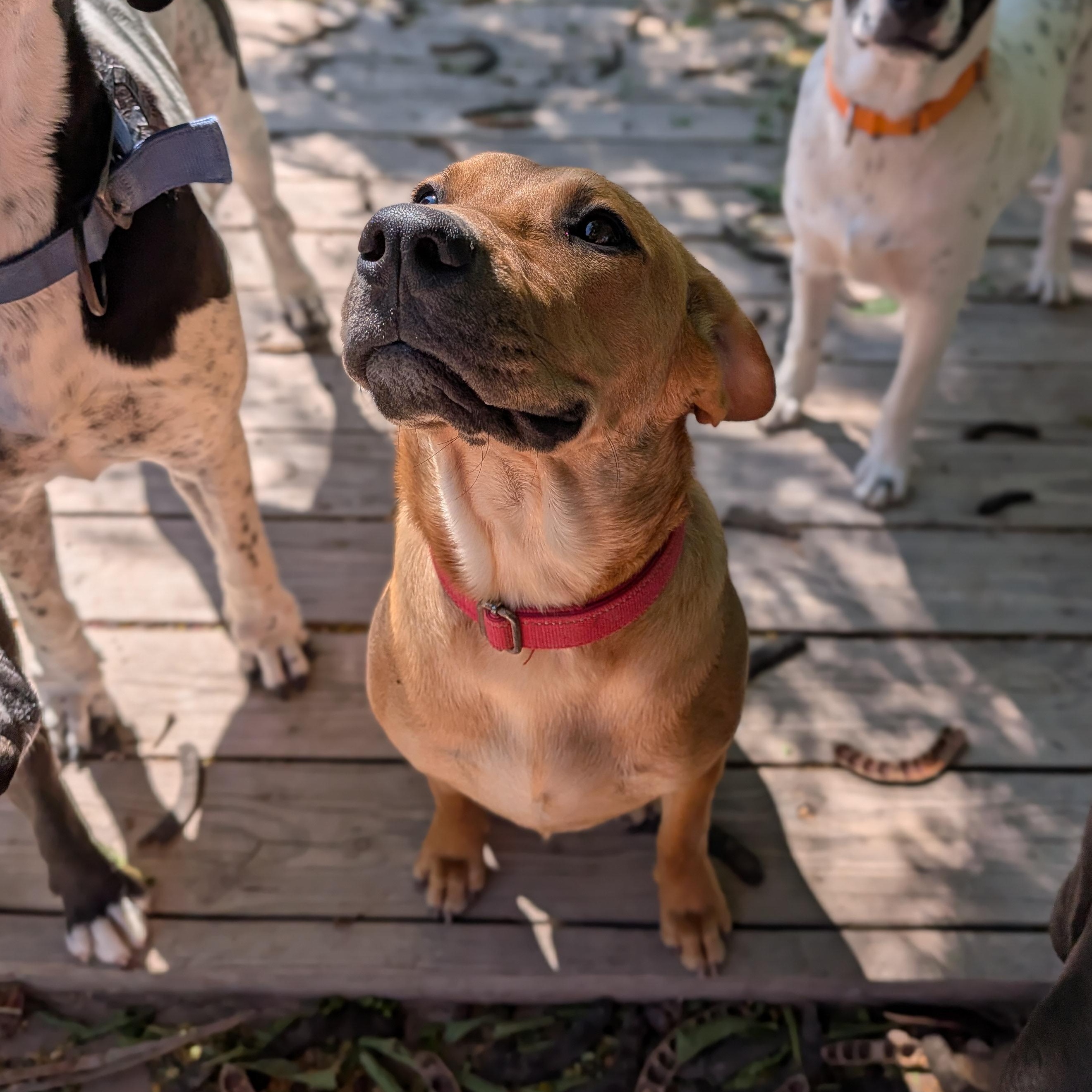 Layla, Adoptable, Young Female Black Mouth Cur & Labrador Retriever.