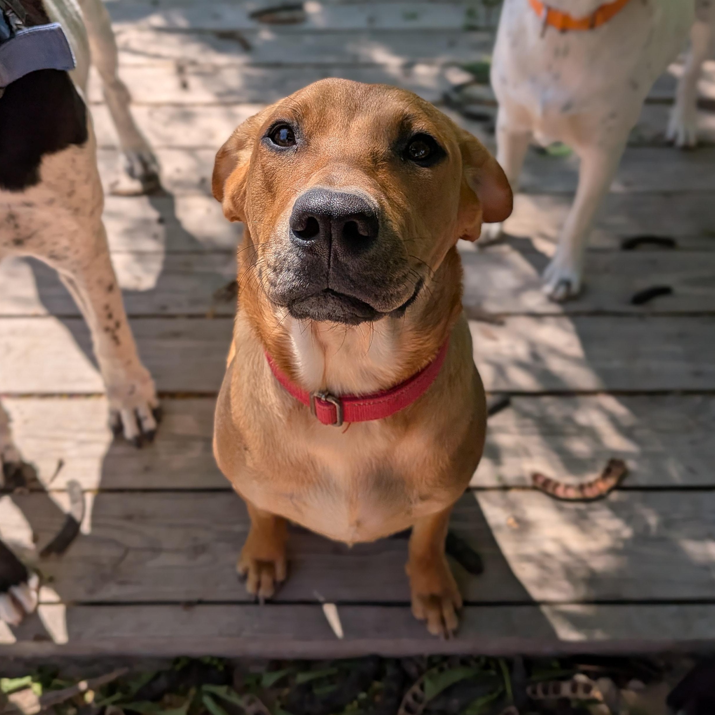 Enlarge Layla, a Adoptable mixed breed in Minneapolis , MN image 3/5
