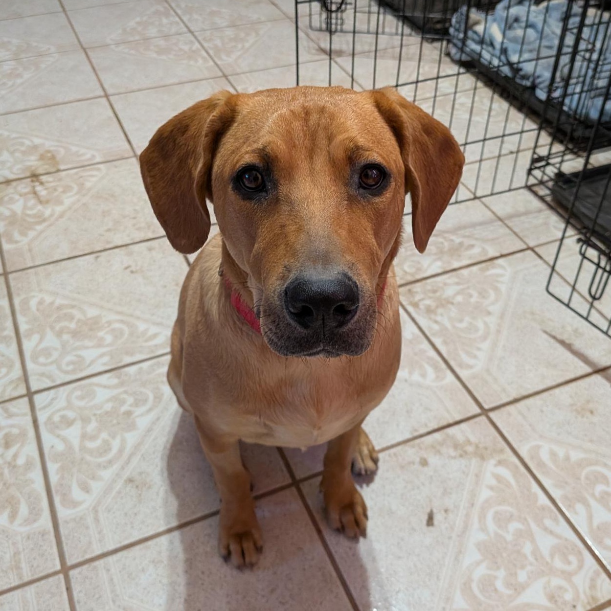 Enlarge Layla, a Adoptable mixed breed in Minneapolis , MN image 5/5
