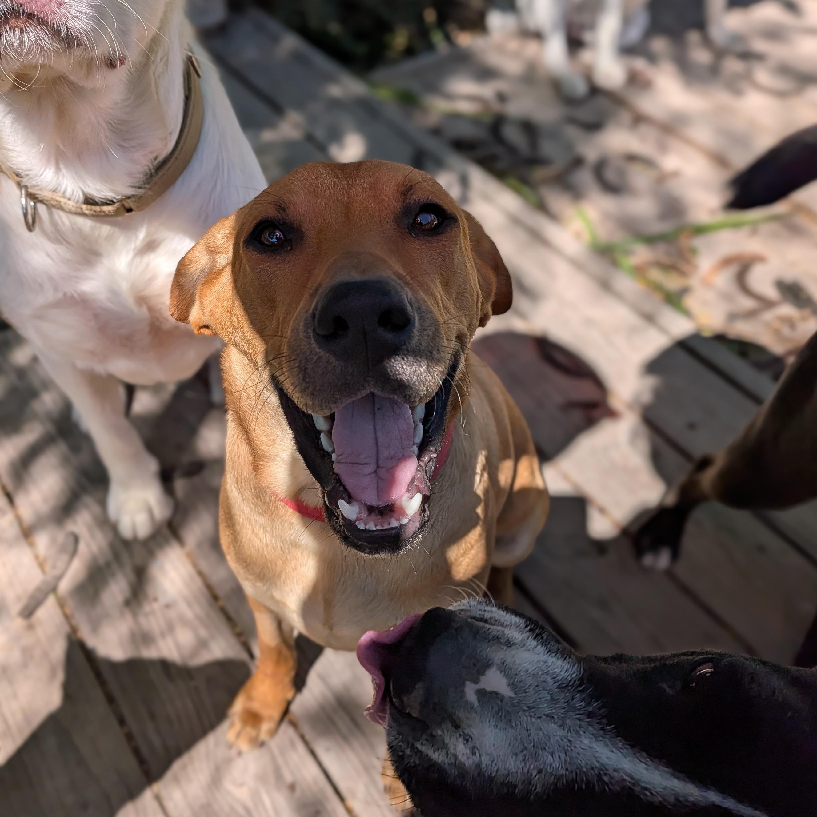 Enlarge Layla, a Adoptable mixed breed in Minneapolis , MN image 2/5