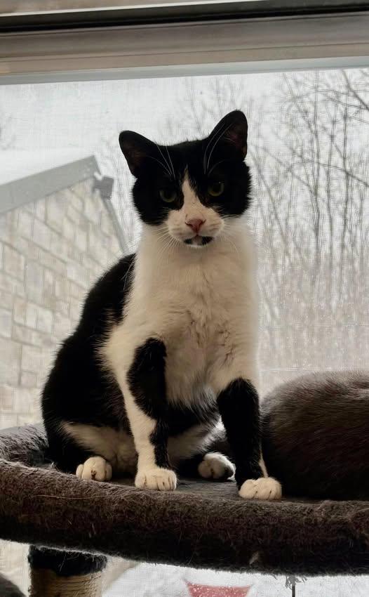 Tokyo, ADOPTABLE, Adult Male Domestic Short Hair.