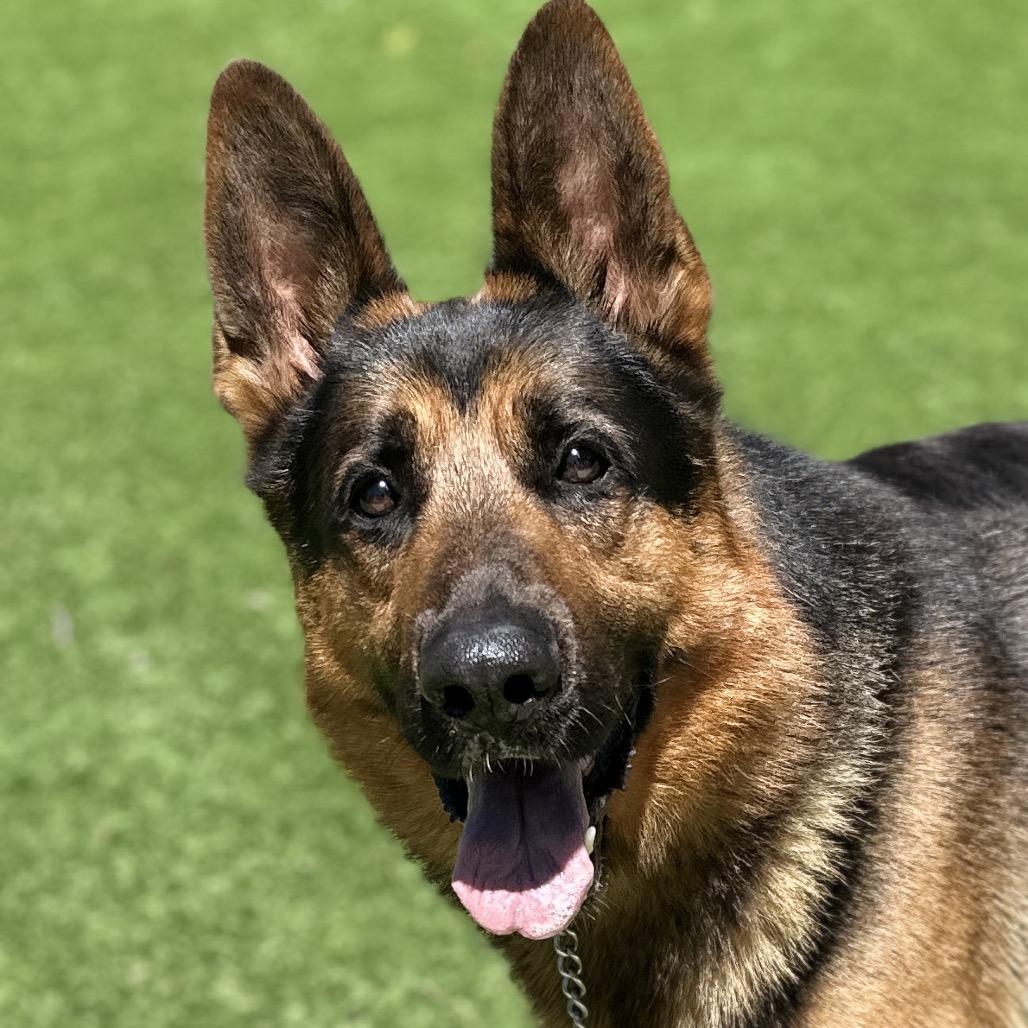 Ricky, a ADOPTABLE German Shepherd Dog in Dublin, CA image 3/4
