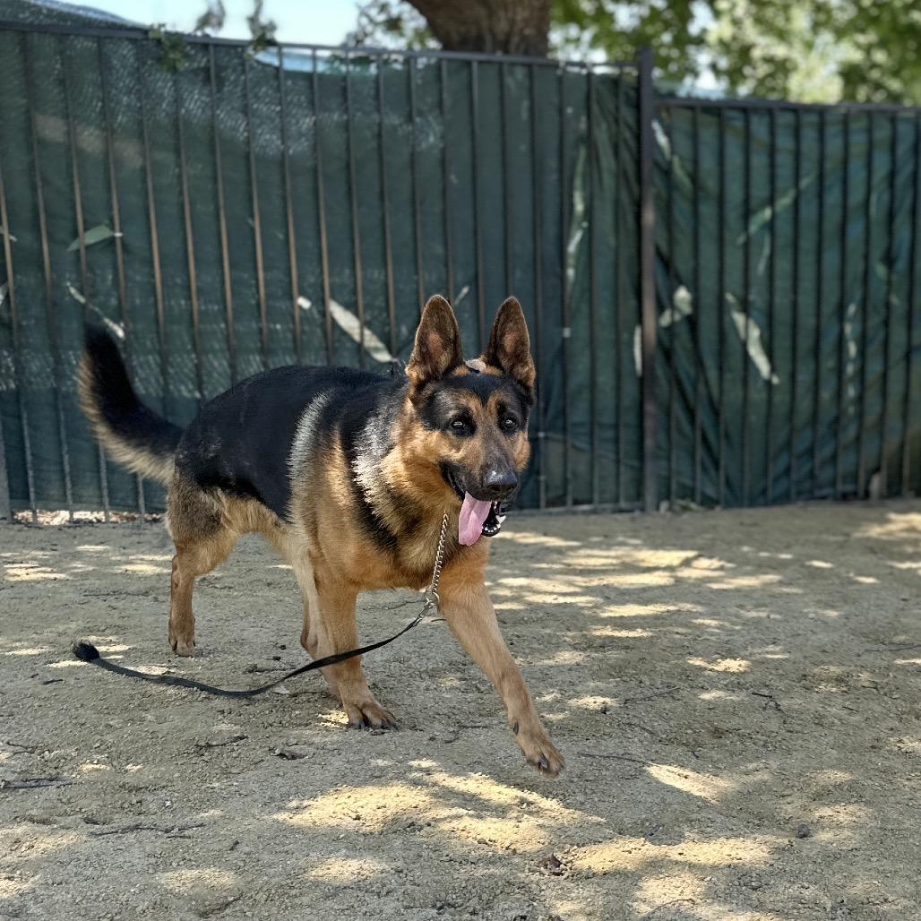 Ricky, a ADOPTABLE German Shepherd Dog in Dublin, CA image 4/4